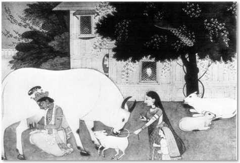 Krishna milking - Indian Art Depicting the Loves of Krishna